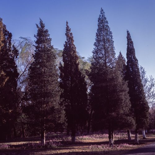 花丛上的松树林，唐山市路南区南湖公园，2023年4月